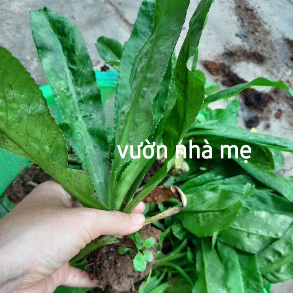 Chậu 3 cây gia vị ngò gai