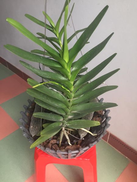 Sản Phẩm Hoa lan giáng thu (cây cao 40cm,bộ rễ khỏe)