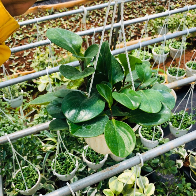 Chậu treo Trường sinh xanh