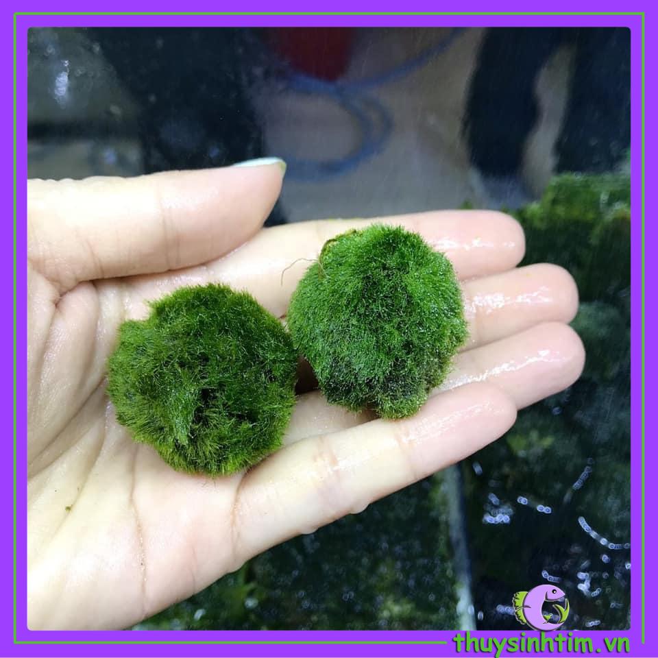 Bóng Rêu Moss Ball Trang Trí Thủy Sinh