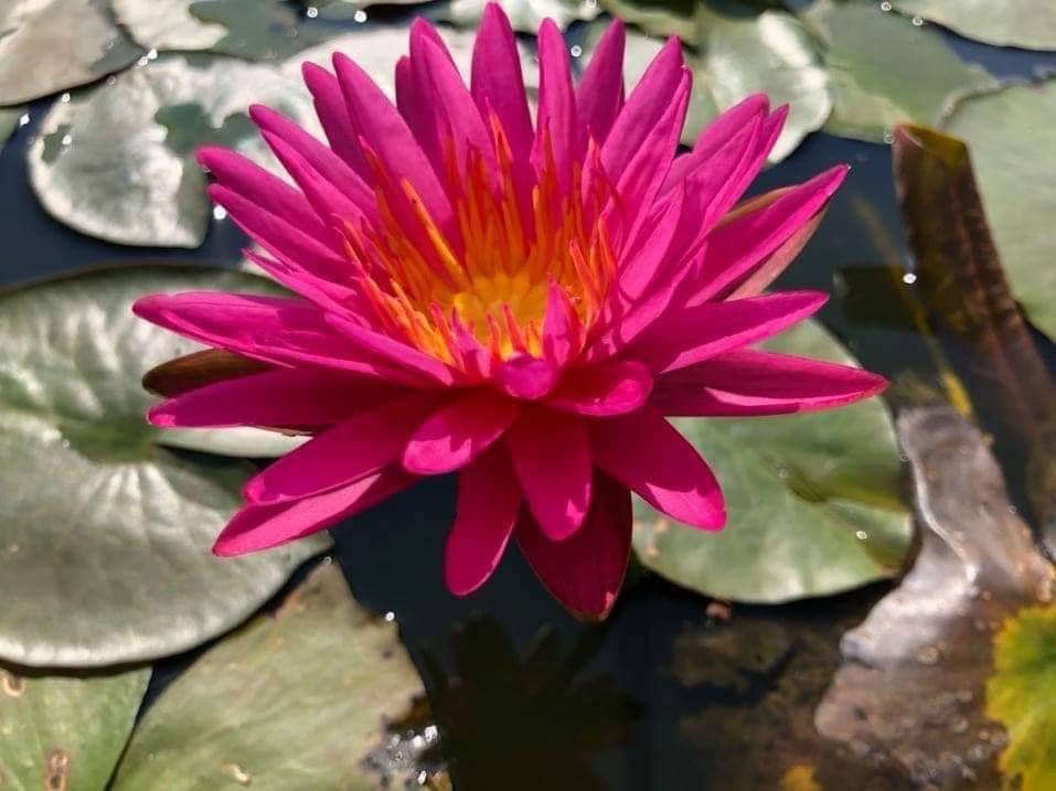 Cây hoa Thái Lan Pink Màu Hồng