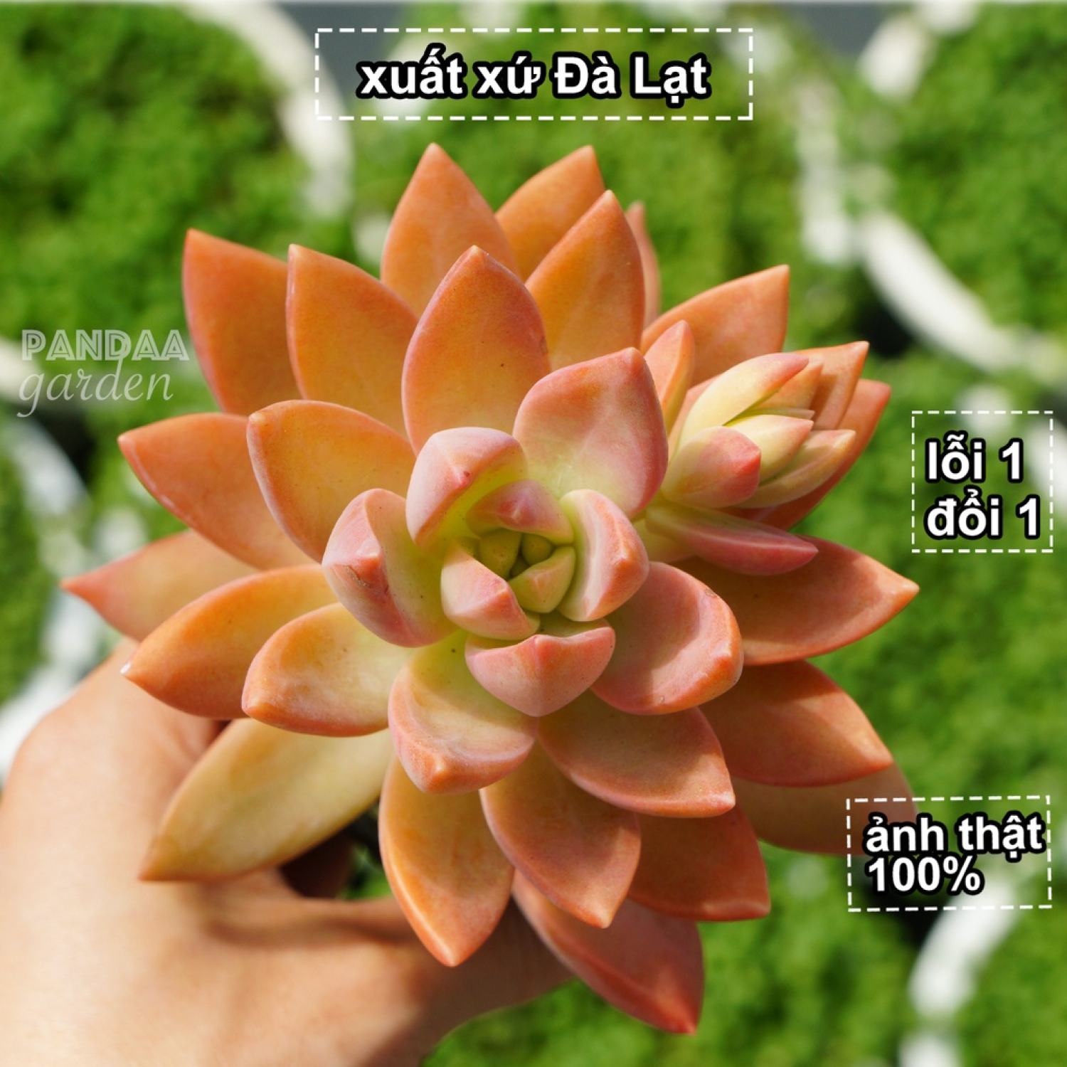 Sen đá đỏ giống mới siêu rực rỡ size 5-8cm lên màu chuẩn xịn, sen đá vườn pandaa garden đã thuần khí hậu, lỗi 1 đổi 1