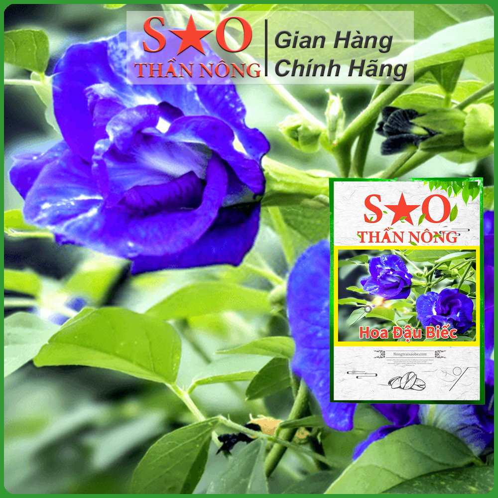 Hạt giống hoa đậu biếc Sao Thần Nông gói 20 hạt tỉ lệ này mầm cao