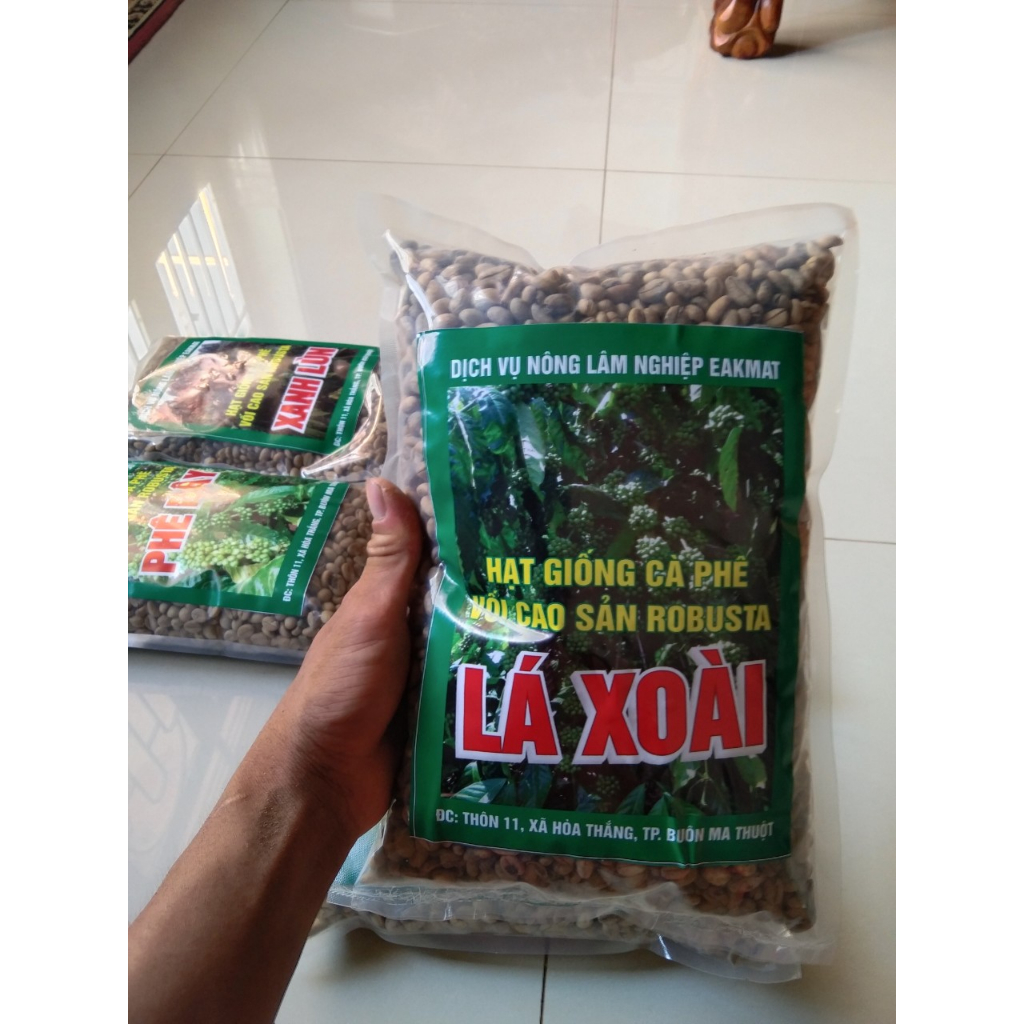 500gr hạt Giống cà phê lá xoài gói 500gr