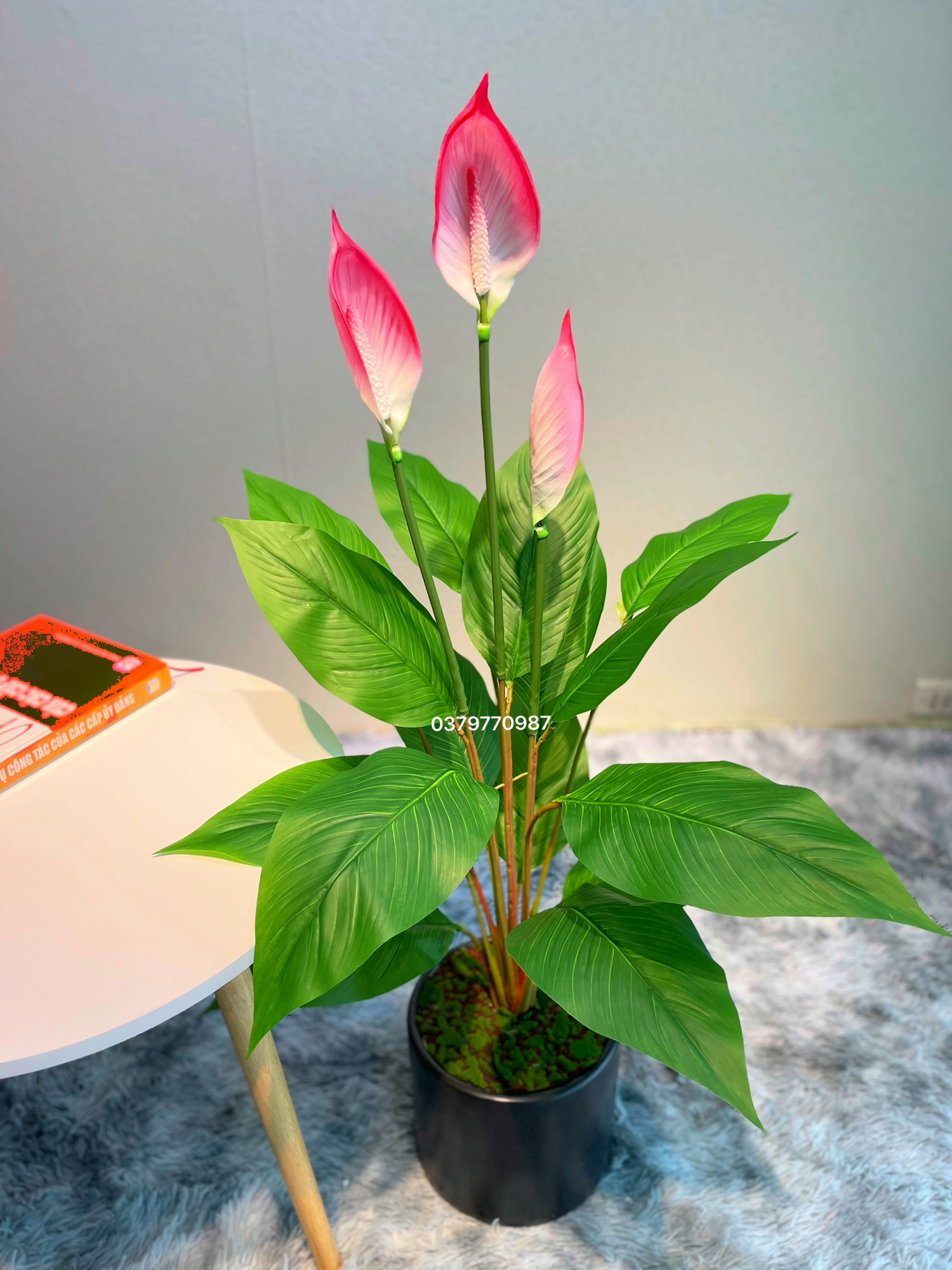 Cây lan ý giả - Tặng chậu nhựa phủ rêu