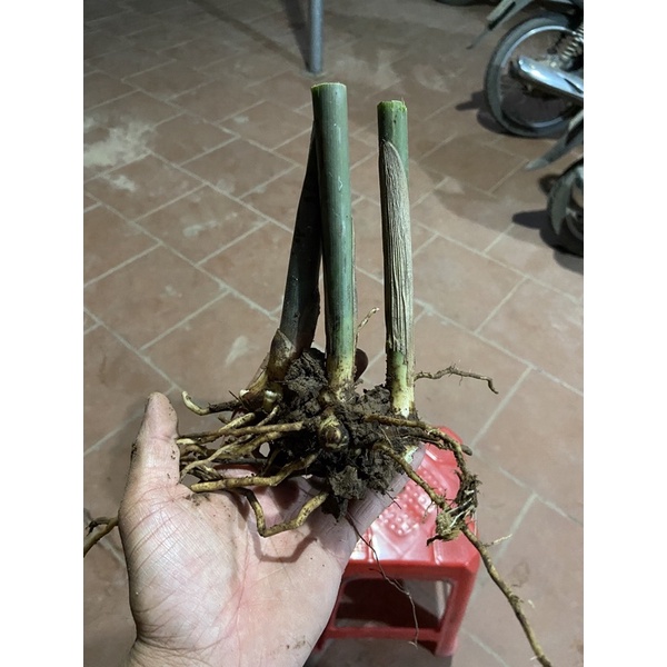 Củ riềng giống