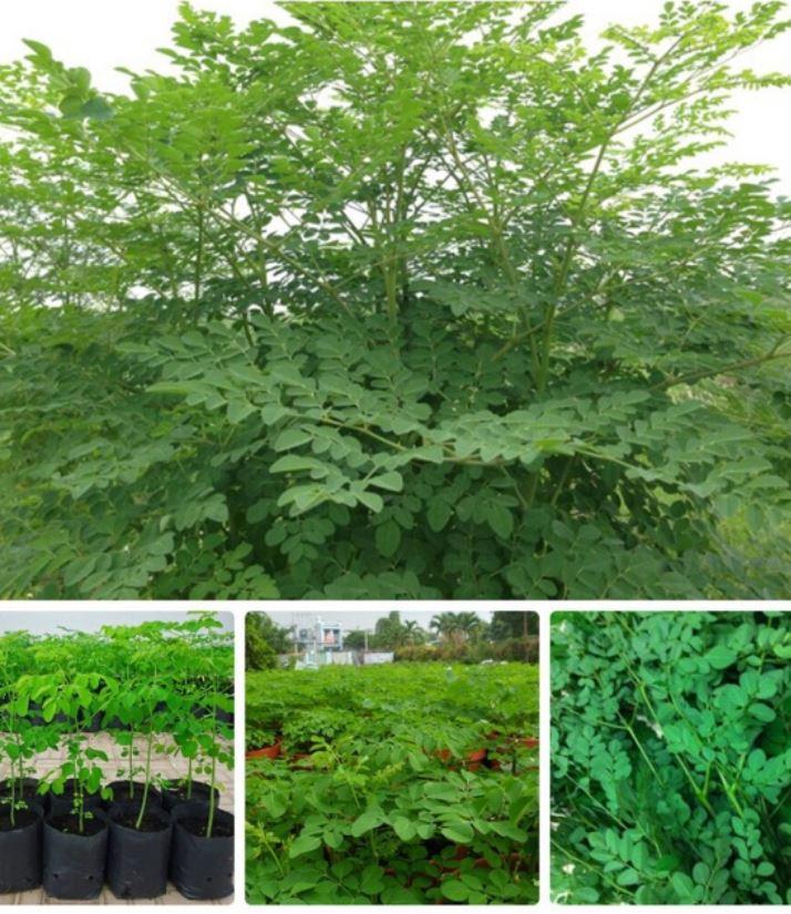 50 Hạt giống cây chùm ngây