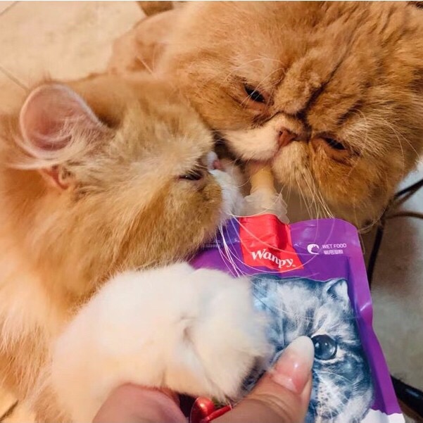 Súp Thưởng Wanpy - Tuýp 90GR Có Nắp Vặn Cho Mèo