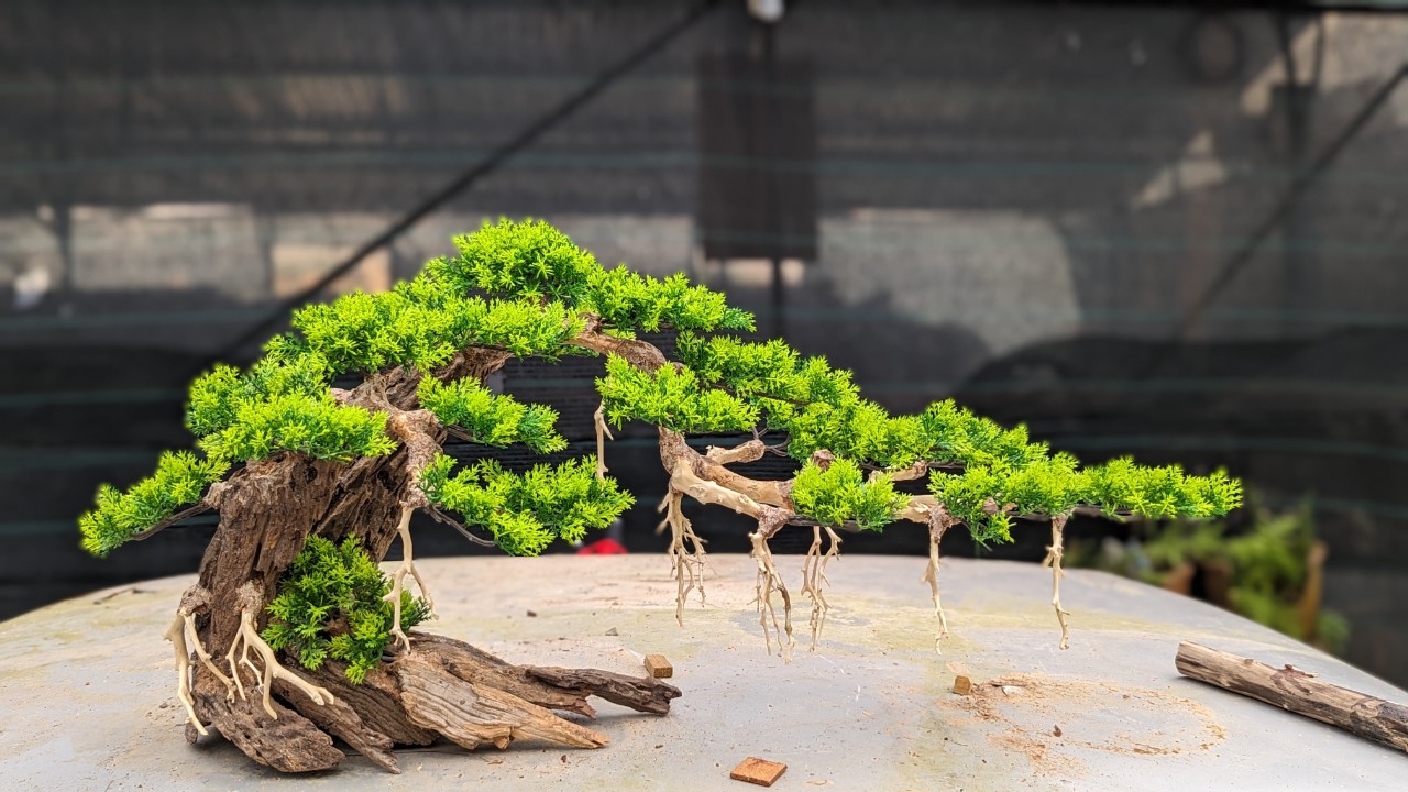 Lũa Bonsai Dáng Đổ Cho Hồ Thủy Sinh- Xưởng Mr Wood