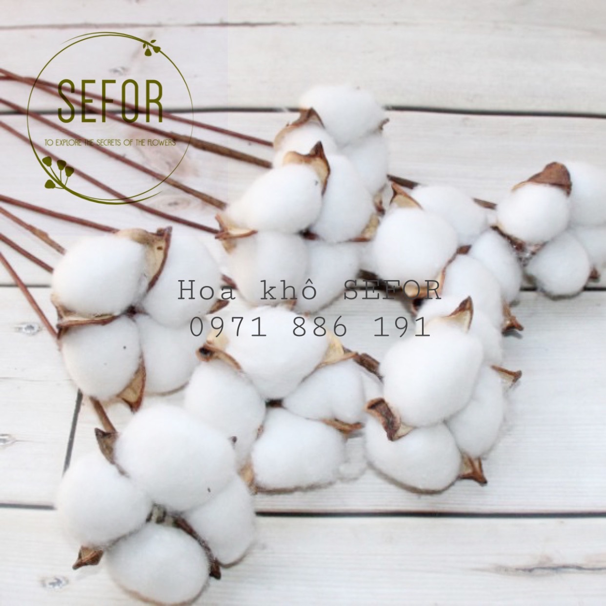 Cành hoa bông gòn phụ kiện chụp ảnh, trang trí phong cách Vintage (1 bông)