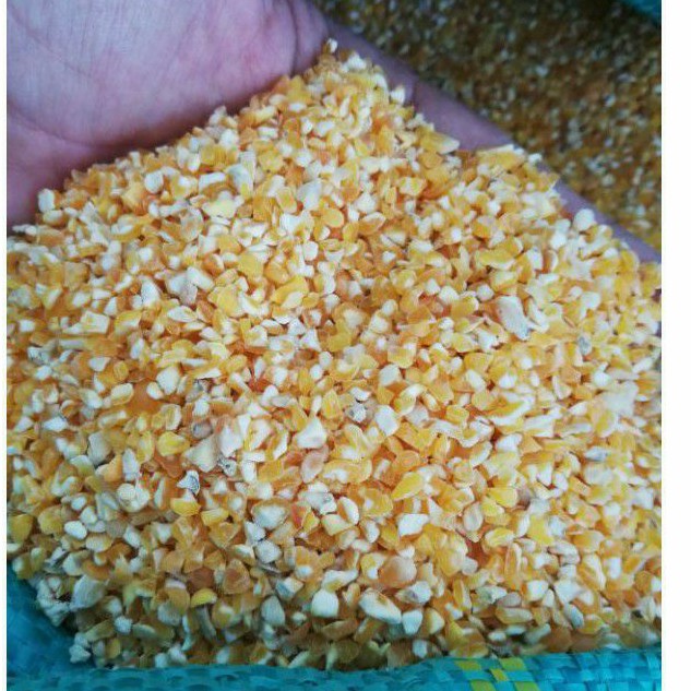 1kg bắp mỹ bể cho gà bắp mỹ hạt bể cho vịt bắp mỹ bể cho gà đá bắp hạt bể cho chim bắp bể hạt cho chuột