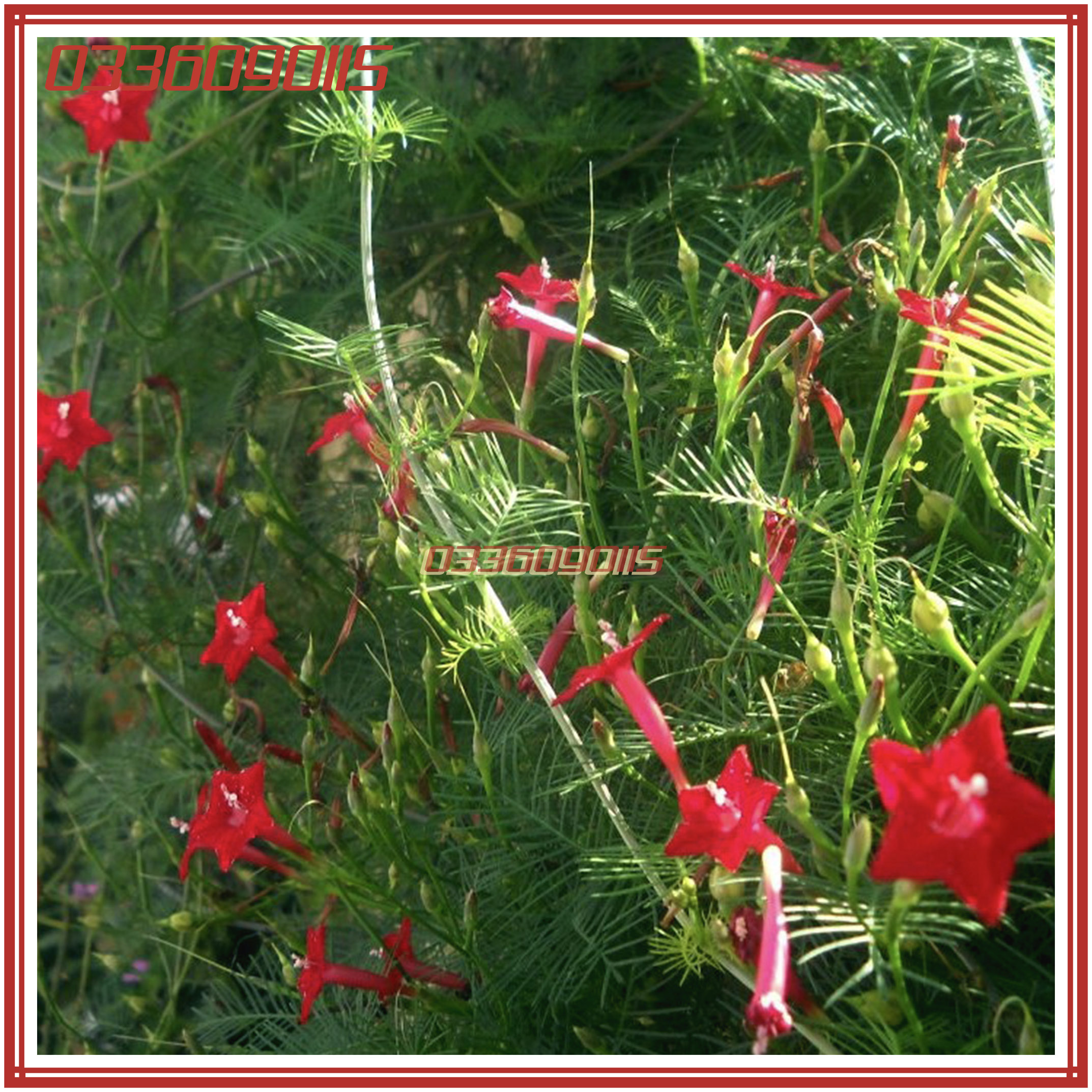 Hạt Giống Hoa Tóc Tiên (hoa sao) dây leo - gói 20 hạt