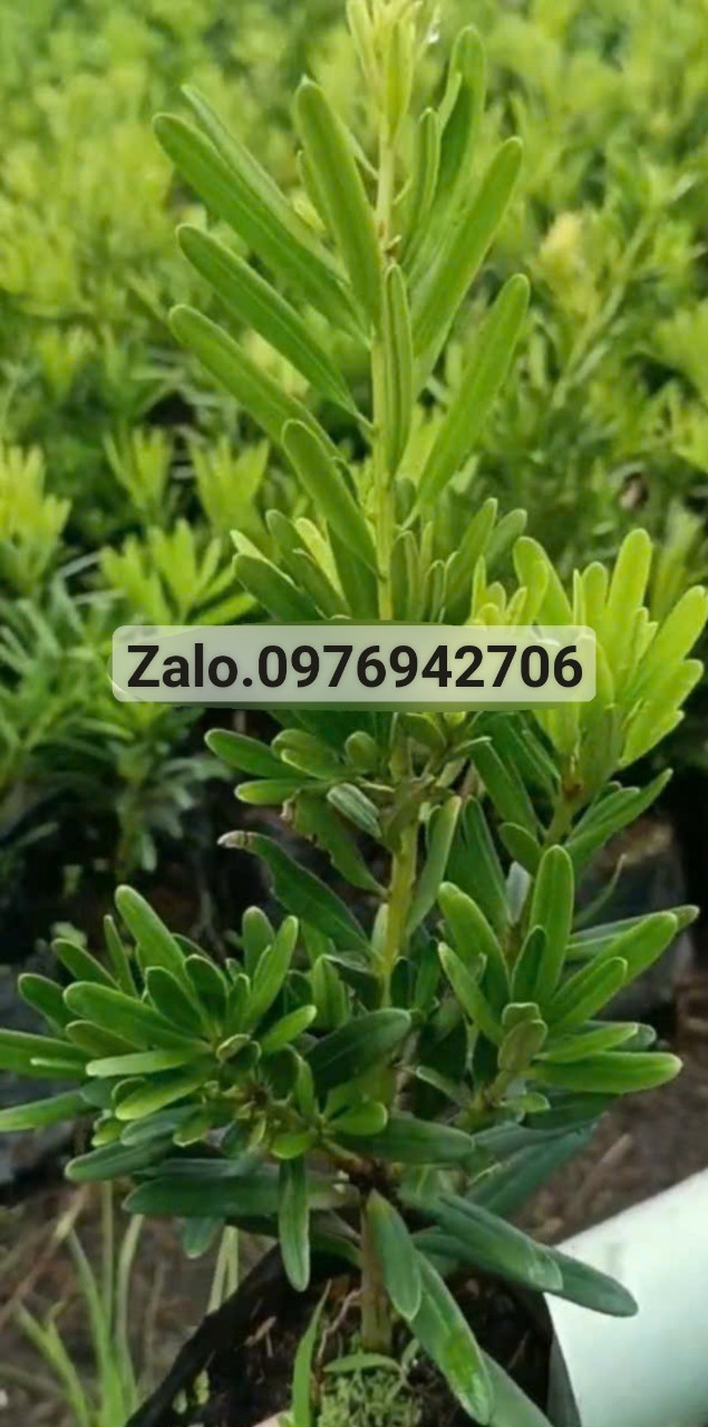 Combo 4 cây tùng đài loan giâm cành cao 20-25cm