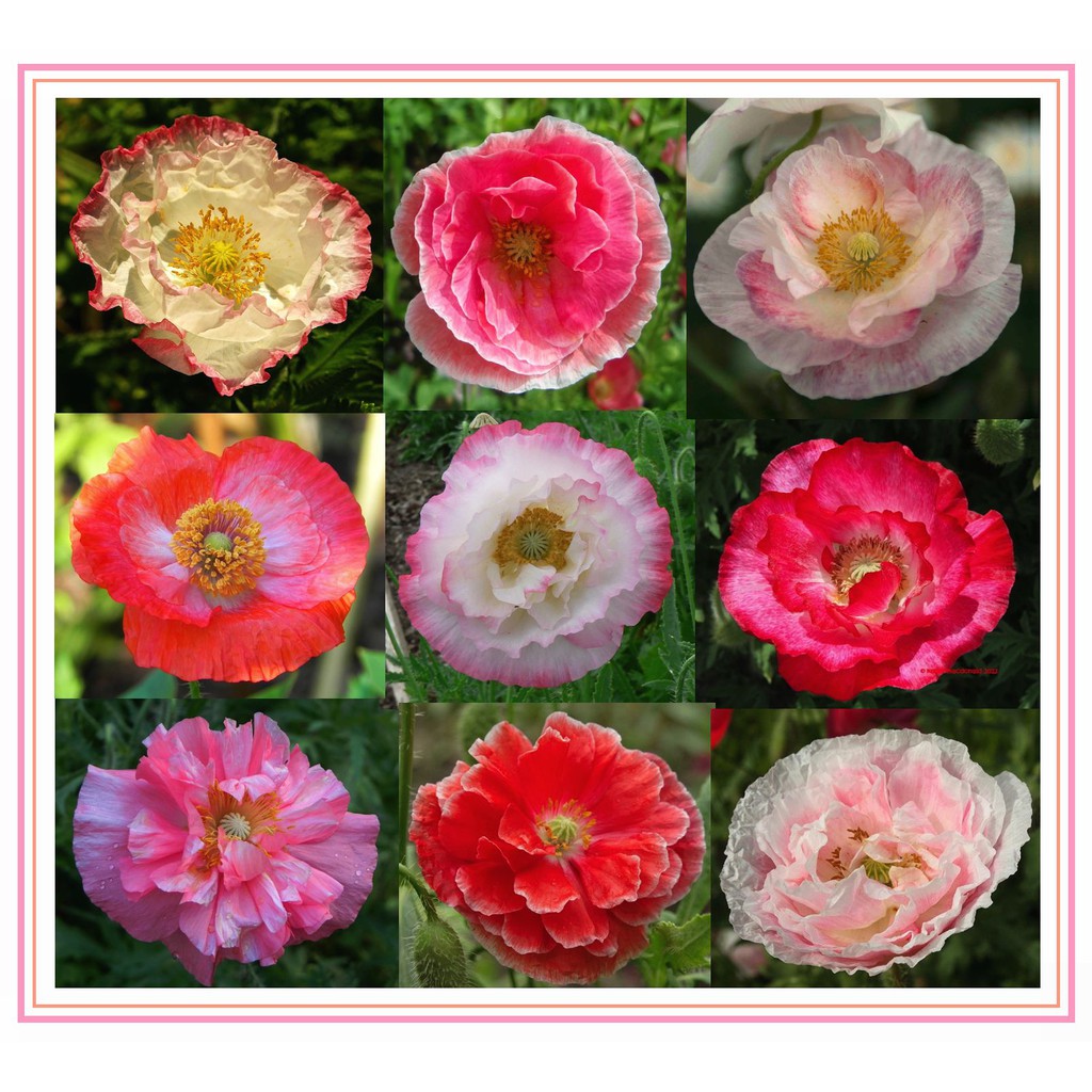 hạt giống hoa popy ( huyền sâm) nhiều màu