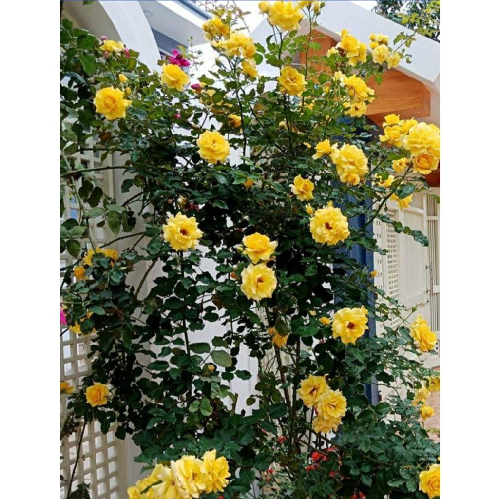 Cành chiết hồng cổ sơn la vàng