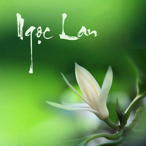 Tổng hợp Hình Ảnh Hoa Ngọc Lan Trắng giá rẻ, bán chạy tháng 10/2023 - BeeCost Tổng Hợp Hình Ảnh Hoa Ngọc Lan Trắng Giá Rẻ, Bán Chạy Tháng 10/2023 - Beecost