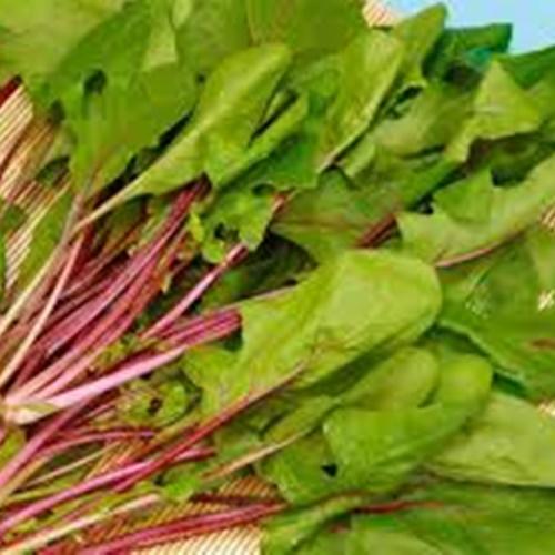 Hạt Giống Rau Cải Bó Xôi Đỏ F1. Túi 50 Hạt