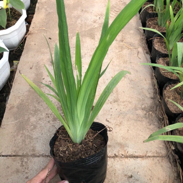 Cây diên vĩ trồng bịch cao 30-40cm lá xếp hình dẻ quạt cong cần câu thích hợp trang trí sân vườn