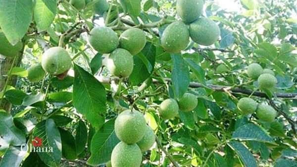 Cây giống Óc Chó