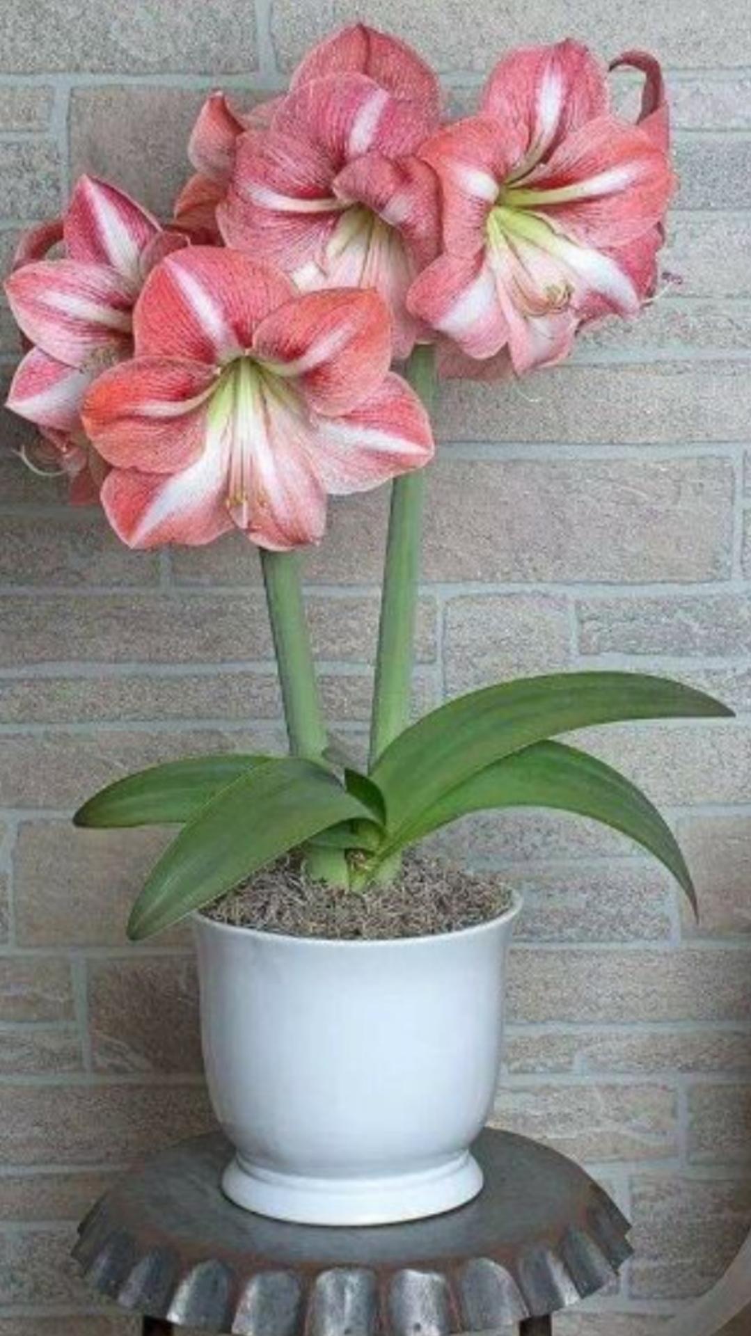 Củ hoa huệ kép 10 củ màu hồng