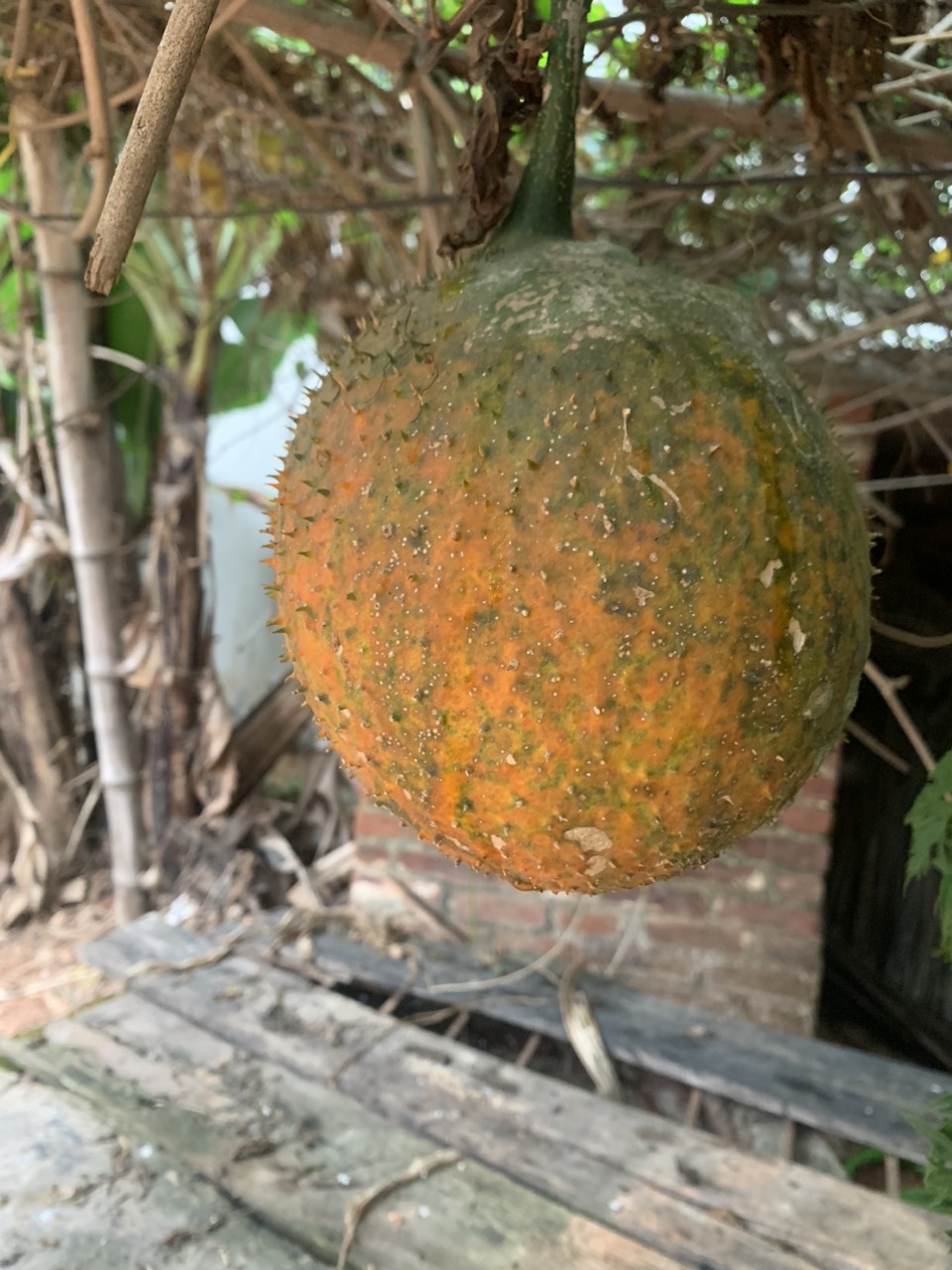 Quả gấc chín trọng lượng mỗi quả từ 0,8 - 1kg
