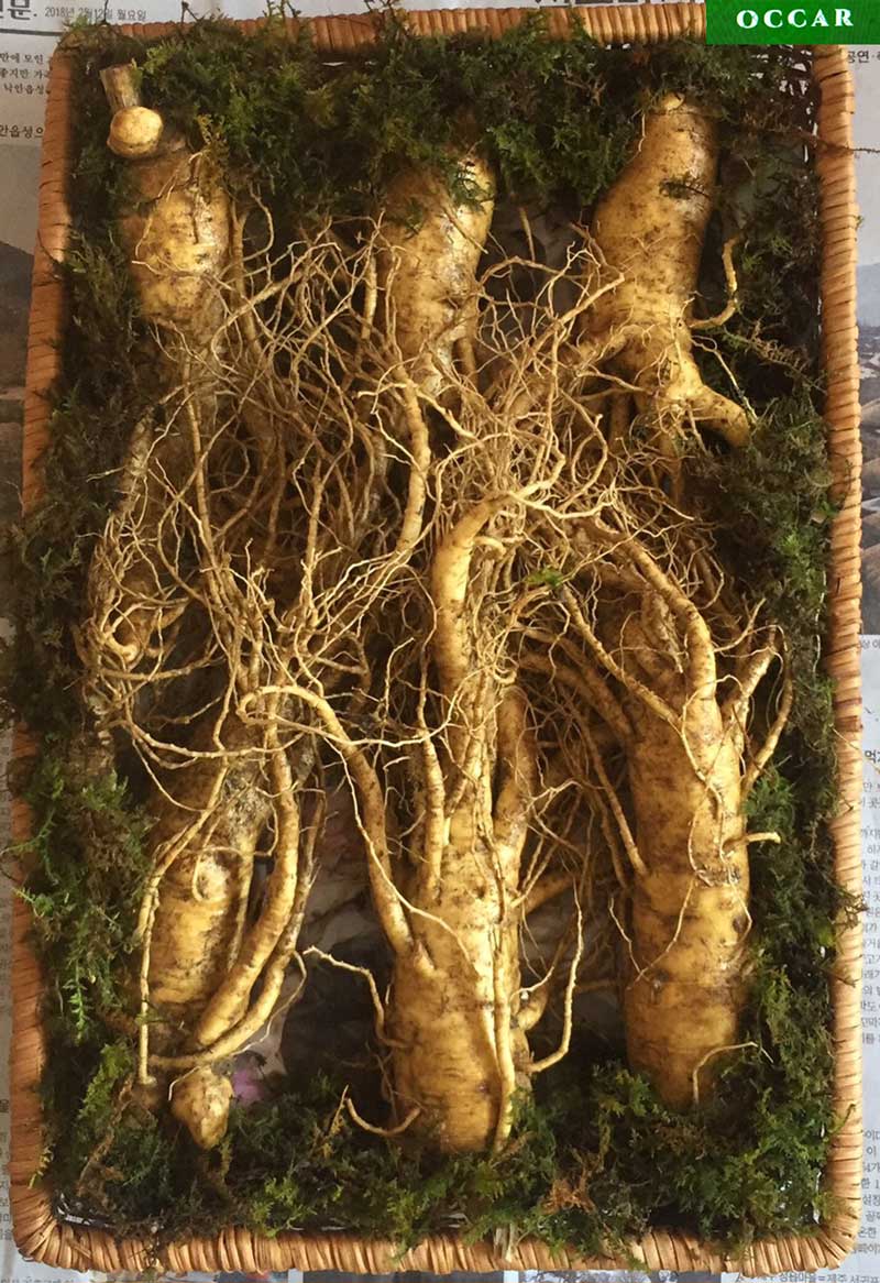 Sâm Tươi Hàn Quốc 6 Năm Tuổi 6 Củ 1kg, Nhân Sâm Hàn Quốc, có tác dụng chống mệt mỏi, tăng cường bồi bổ sức khỏe, minh mẫn, sảng khoái, sâm hàn quốc, nhân sâm tươi hàn quốc, sâm tươi hầm gà, sâm tươi ngâm mật ong, Occar