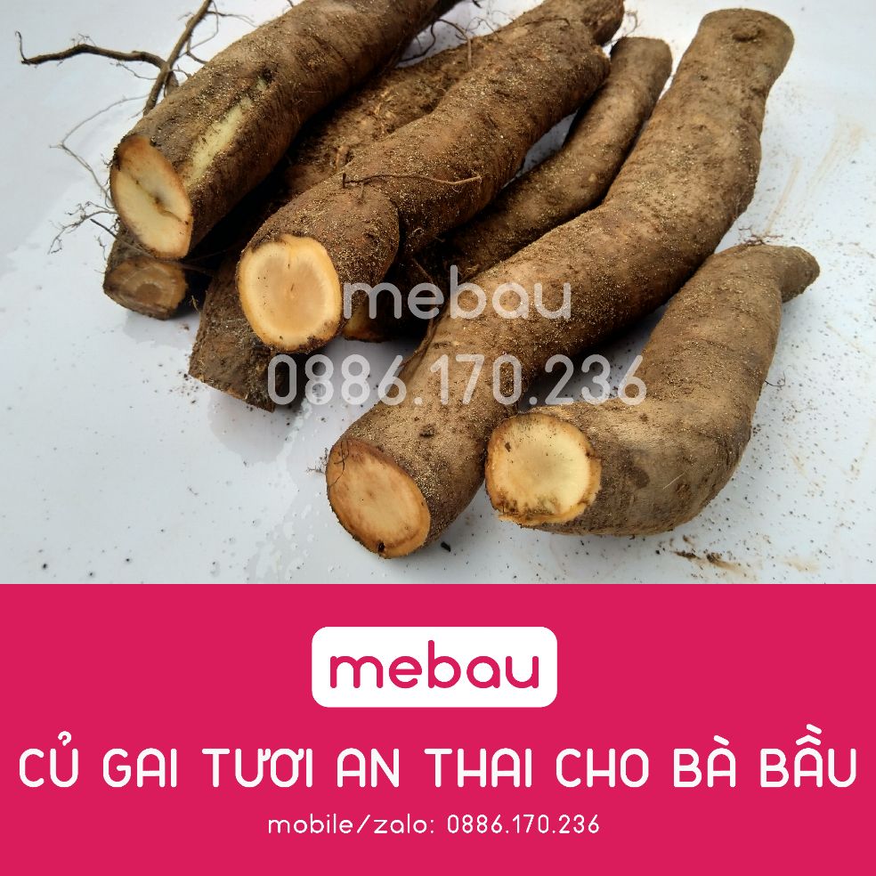 Củ gai tươi (1kg) .