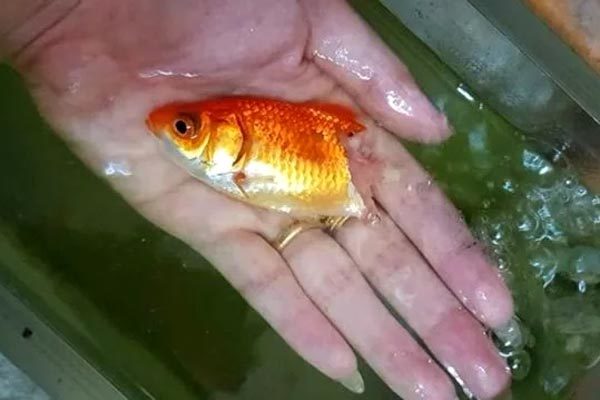 Dụng cụ ảo thuật vẽ ra cá vàng
