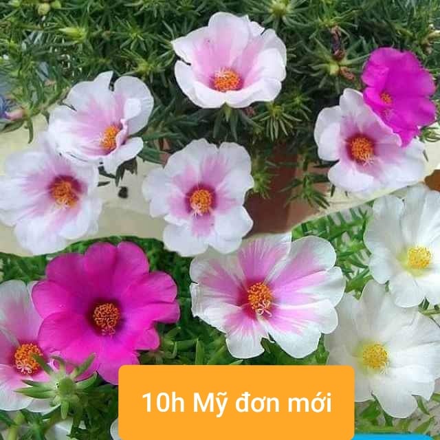100 hạt giống hoa 10h mỹ đơn