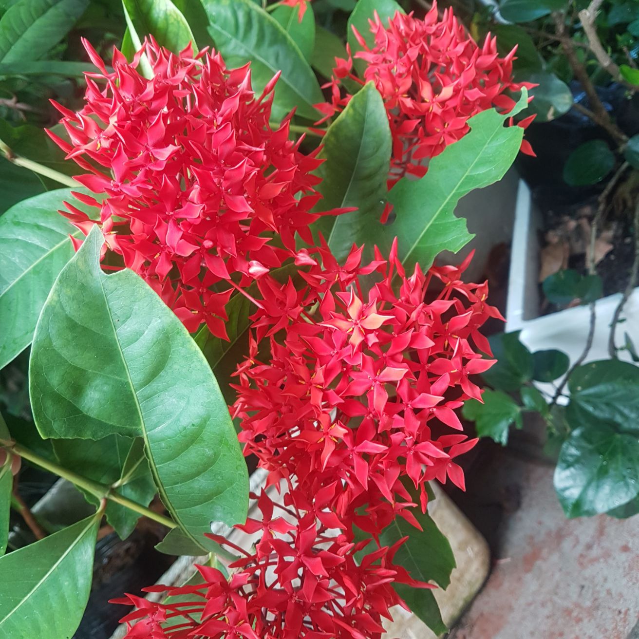 Cây giống Hoa mẫu đơn đỏ.
