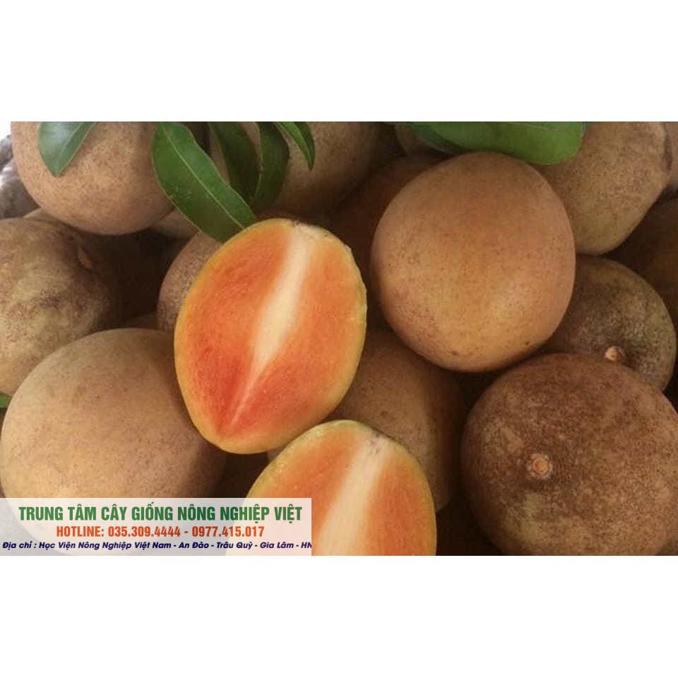 Cây Hồng Xiêm Xoài Cao 1m sau 6 tháng ra quả