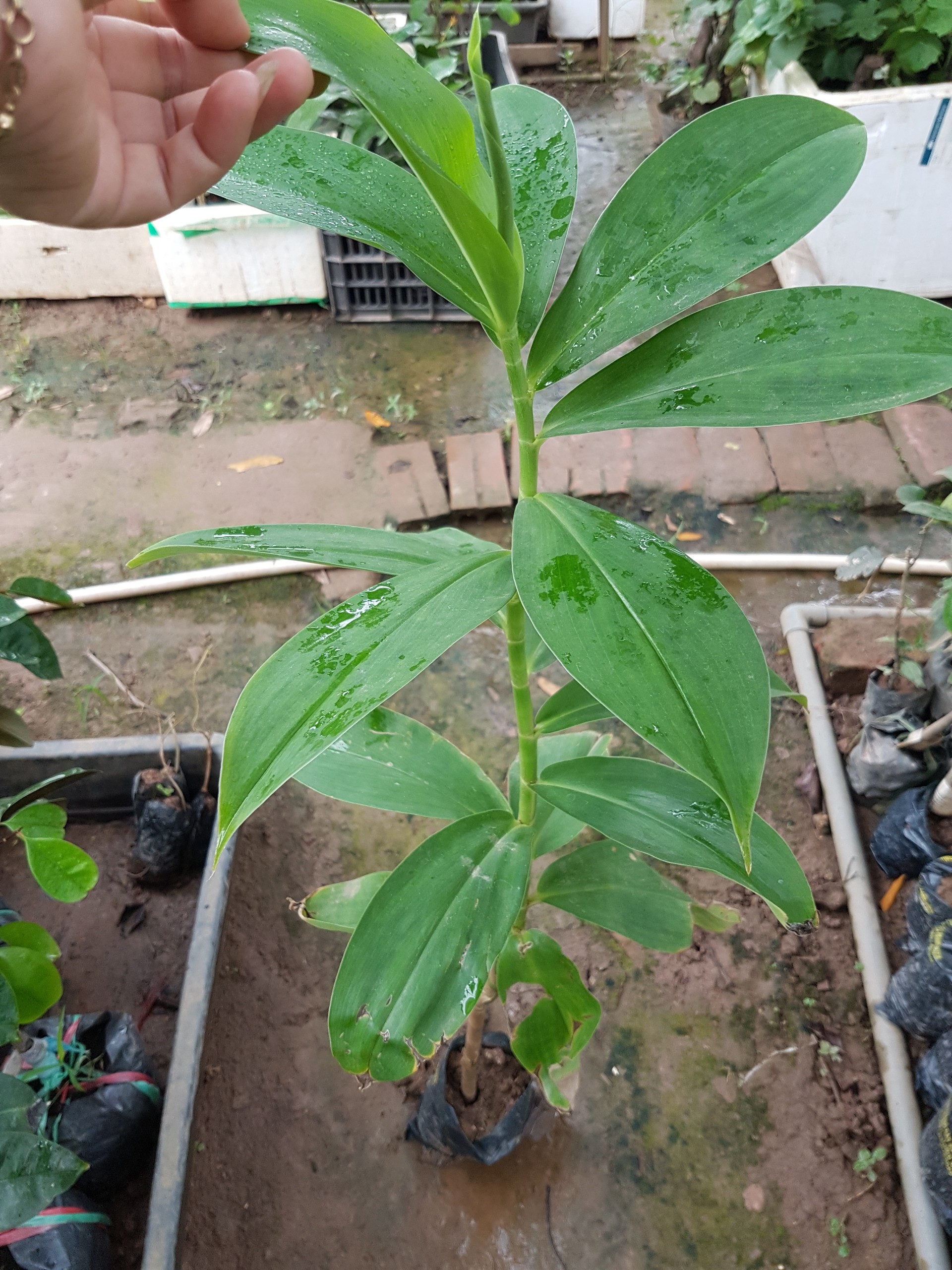 Cát lồi cây trong bầu