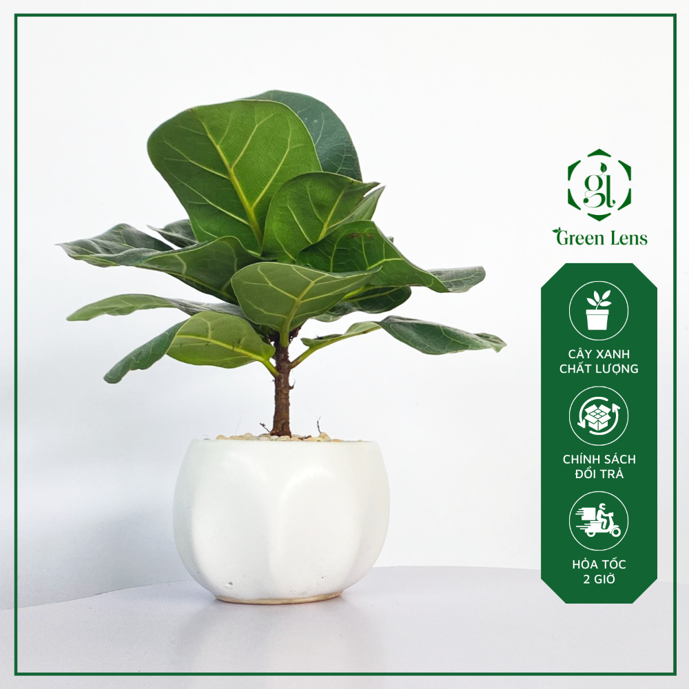 Cây Bàng Singapore Mini GREEN LENS cây cảnh, cây để bàn lọc không khí cực tốt