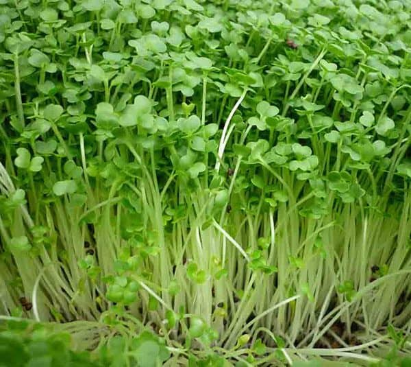 Hạt giống rau cải mầm