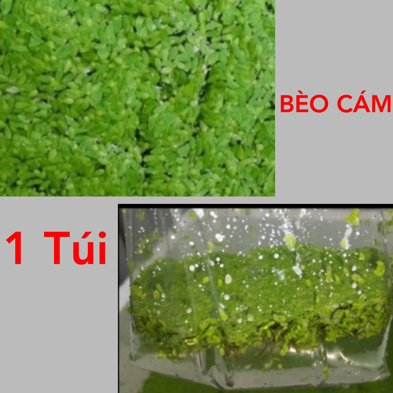 [HCM]Bèo Cám  1 Túi - Cây Thủy Sinh