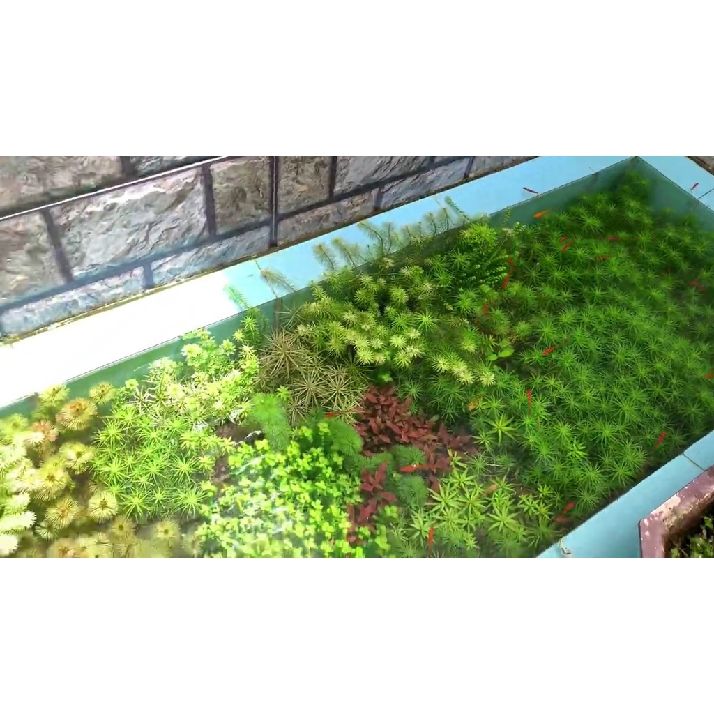 Cây thủy sinh dễ trồng không co2