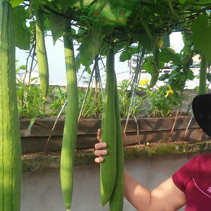 Hạt giống Mướp Hương siêu dài (Thái Lan) 10 hạt