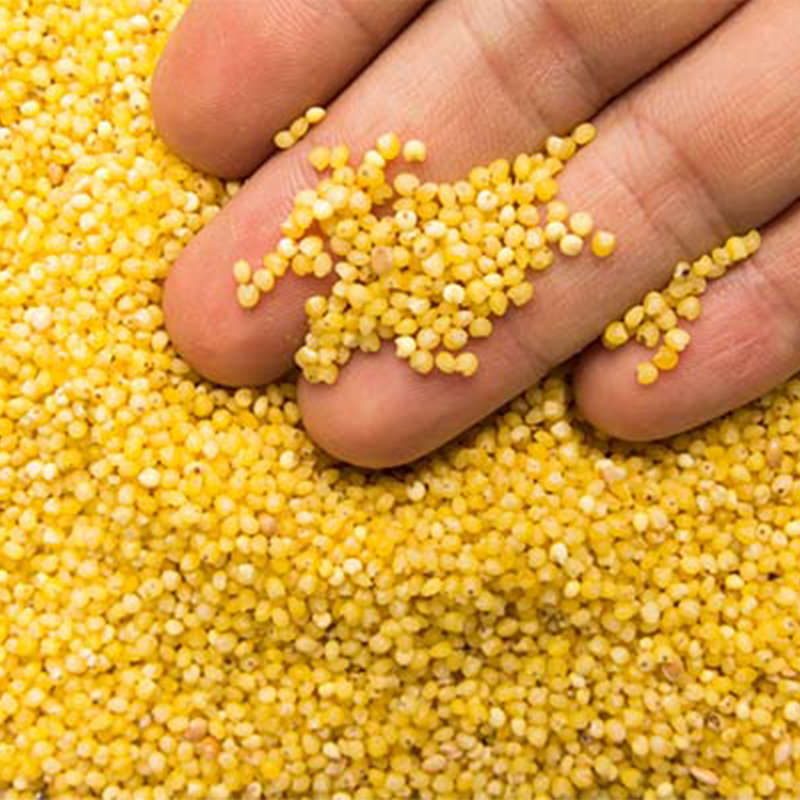 Hạt kê nếp vàng, hạt to đã tách vỏ - db117