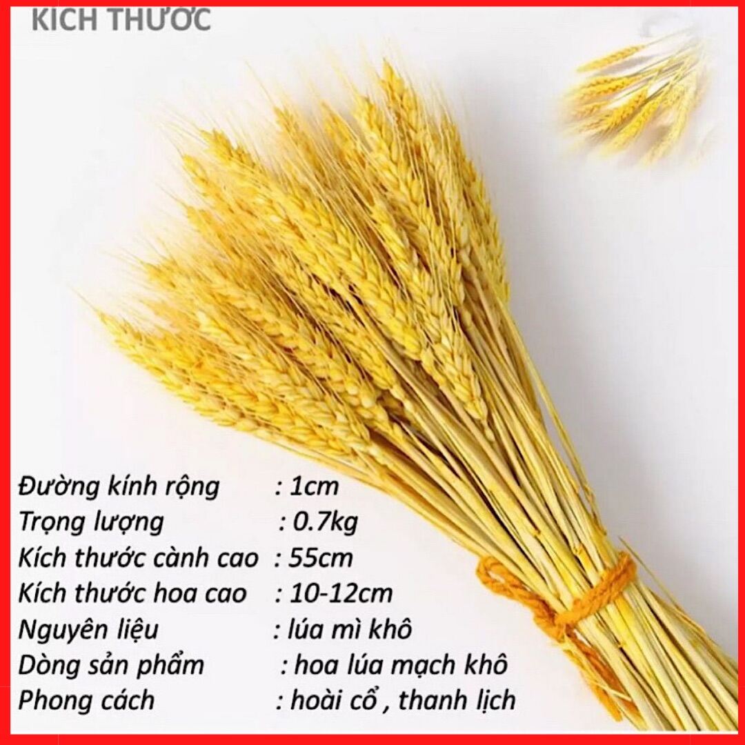 100 bông lúa mạch vàng decor trang trí Tết loại 1