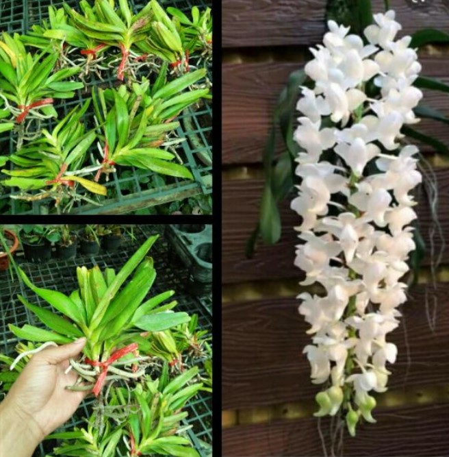 1 bó lan rừng bạch nhạn, hàng chuẩn rừng, hoa cực thơm, cực đẹp
