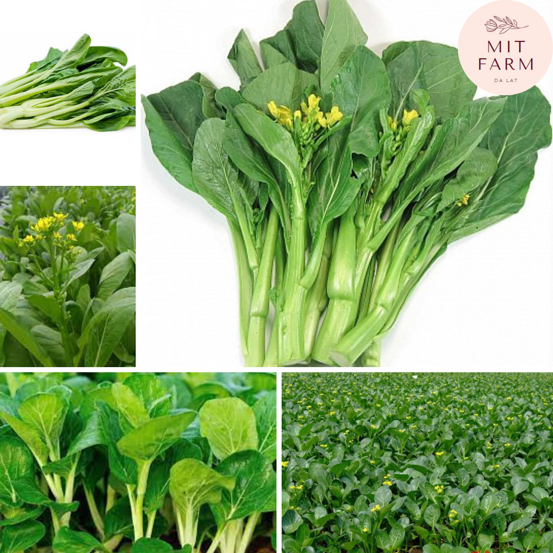 Hạt giống cải Ngồng