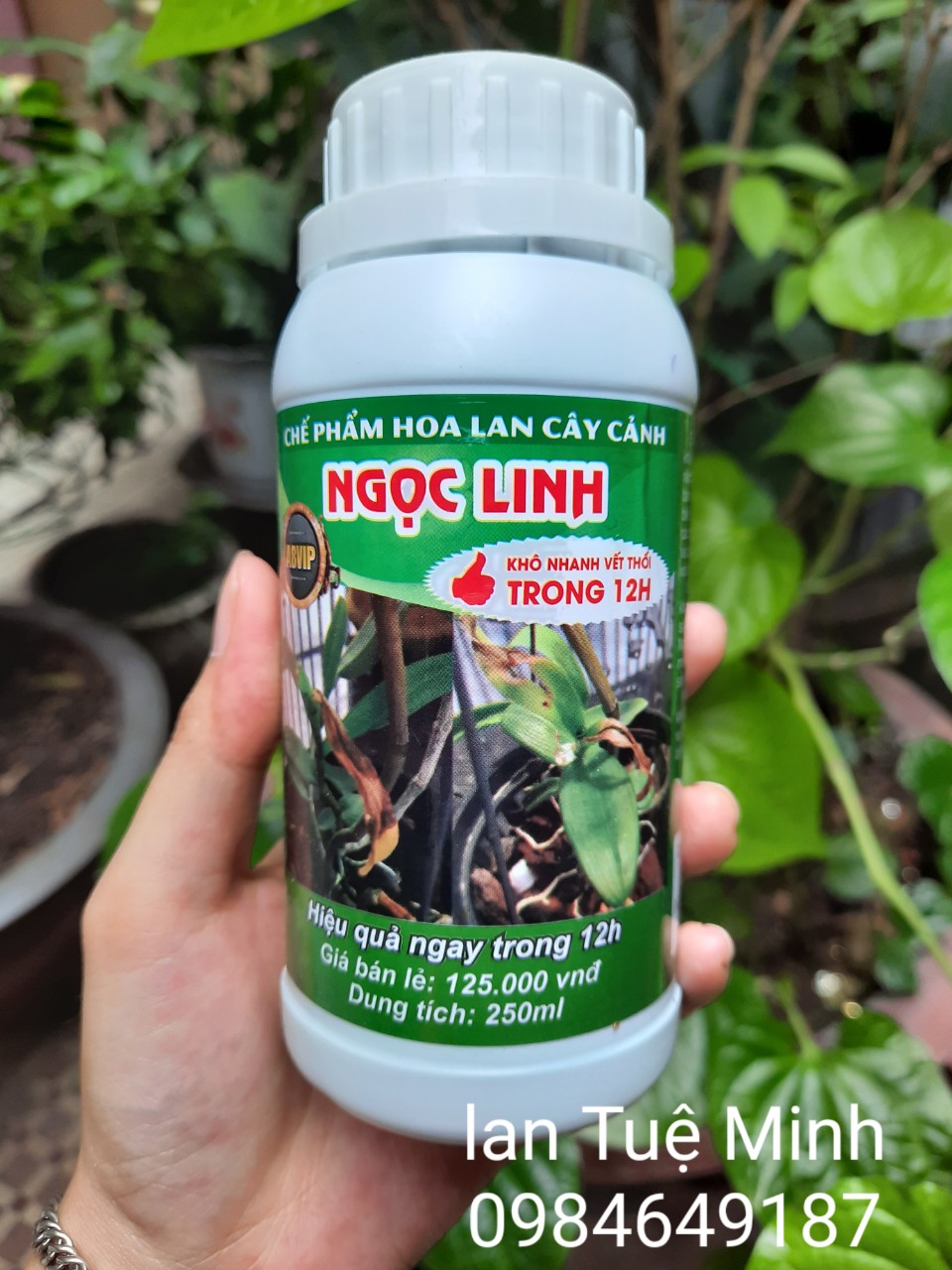 Chế phẩm đặc trị bệnh thối nhũn Ngọc Linh 12H A8VIP cho hoa phong lan, cây cảnh