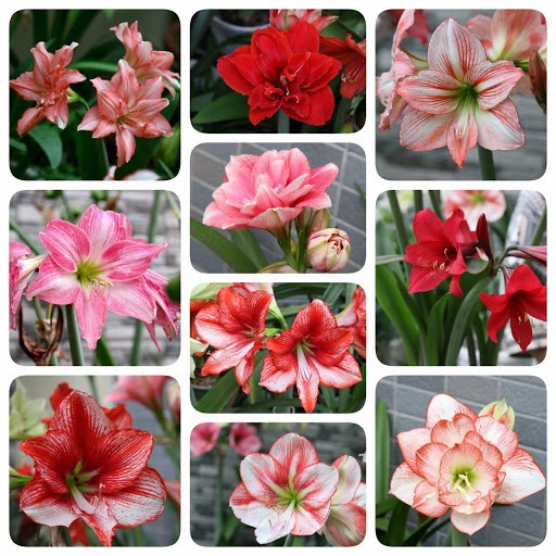 Củ huệ cánh kép - củ siêu to
