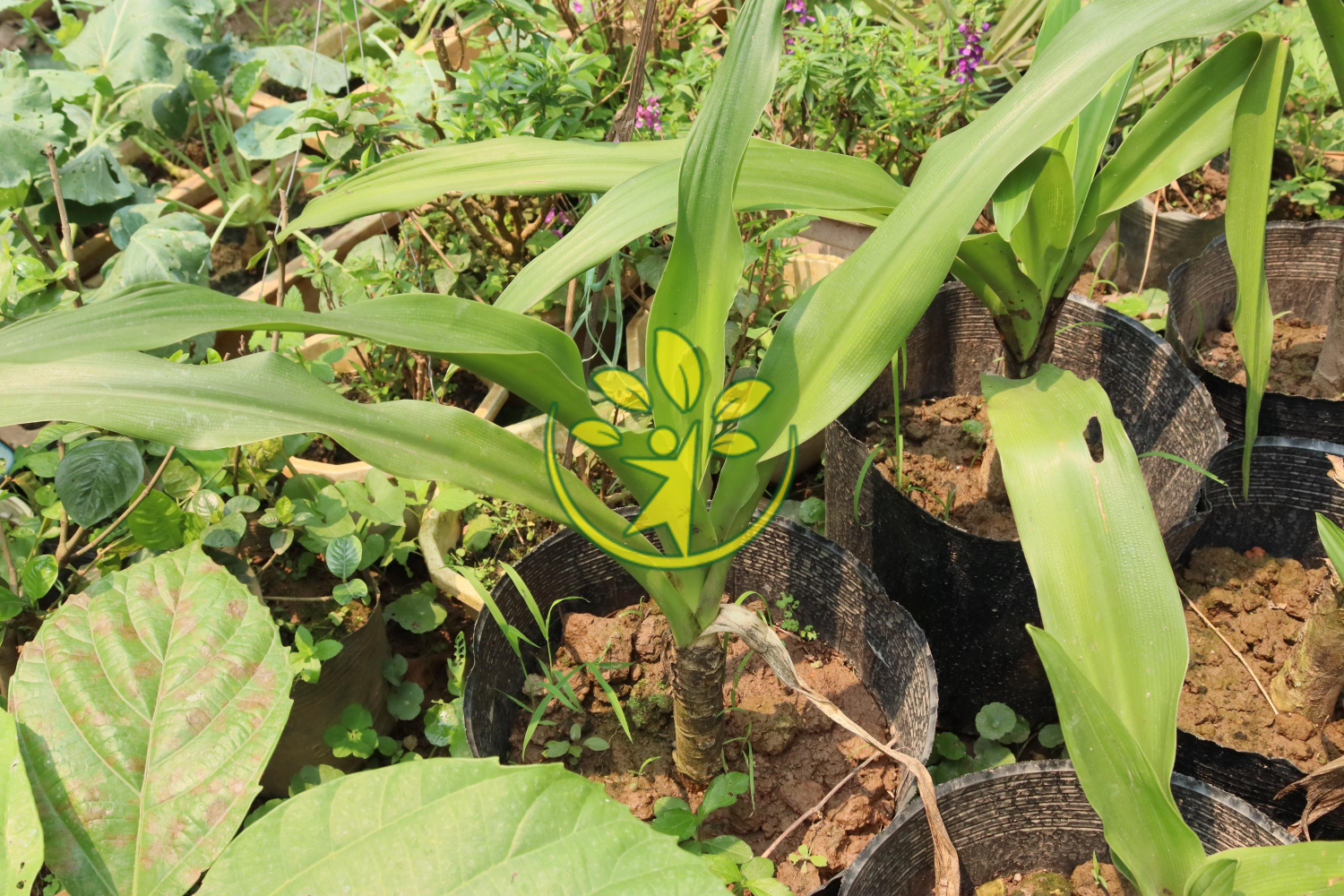 Bầu giống náng hoa trắng cao 30 - 40 cm chuẩn hàng (ảnh chụp thực tế)