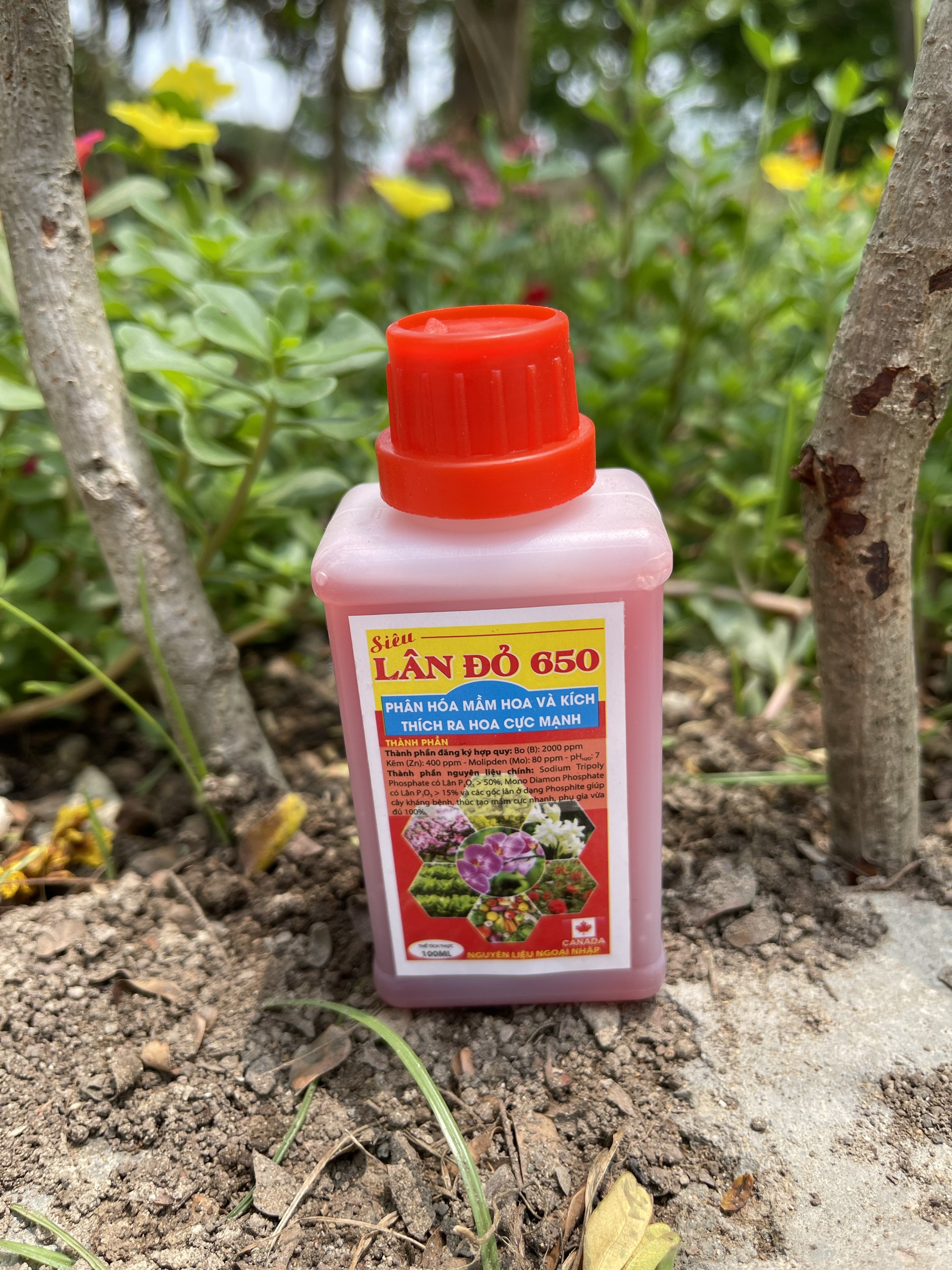 Phân lân đỏ dạng nước, Phân bón vi lượng lân đỏ 650 chai 100ml, phân hóa mầm hoa cực mạnh