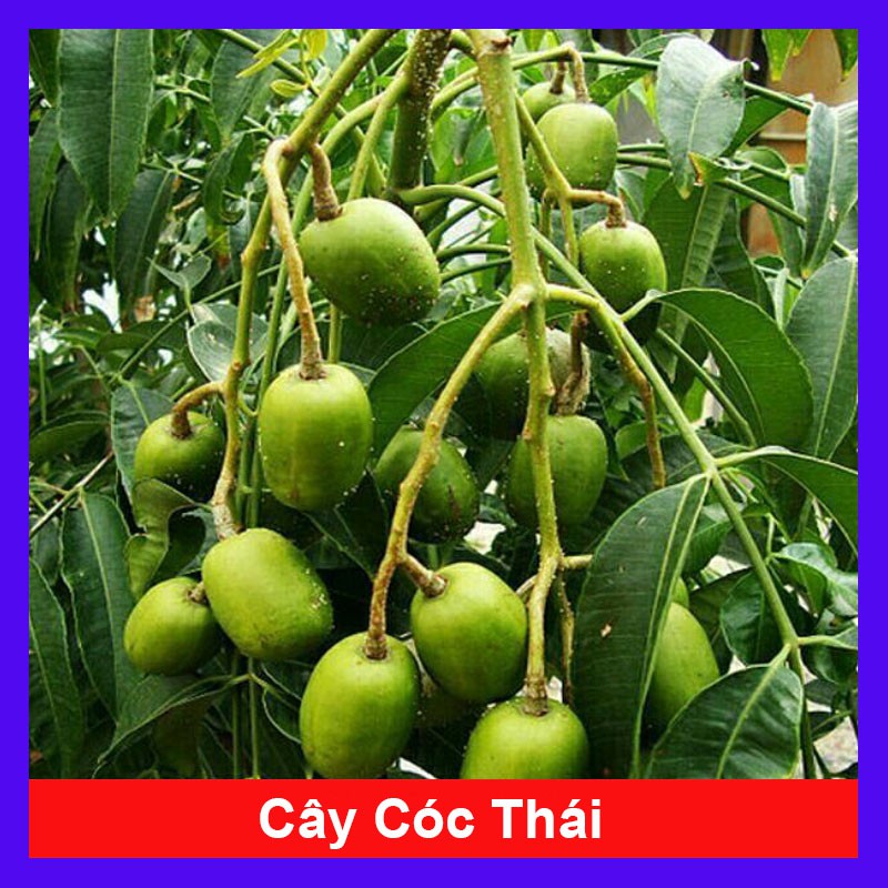 Cây cóc thái - cây cảnh sân vườn - caykiengsadec