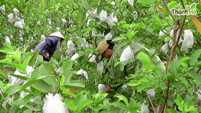 500 Túi Bao Ổi, Xoài, Bơ, Na (15x20cm) - Túi Bao Trái Cây - Túi Bọc Trái Cây-Túi Bọc Bọc Ổi, Xoài, Bơ, Na (18 x 18cm) - Túi Dùng Nhiều Lần