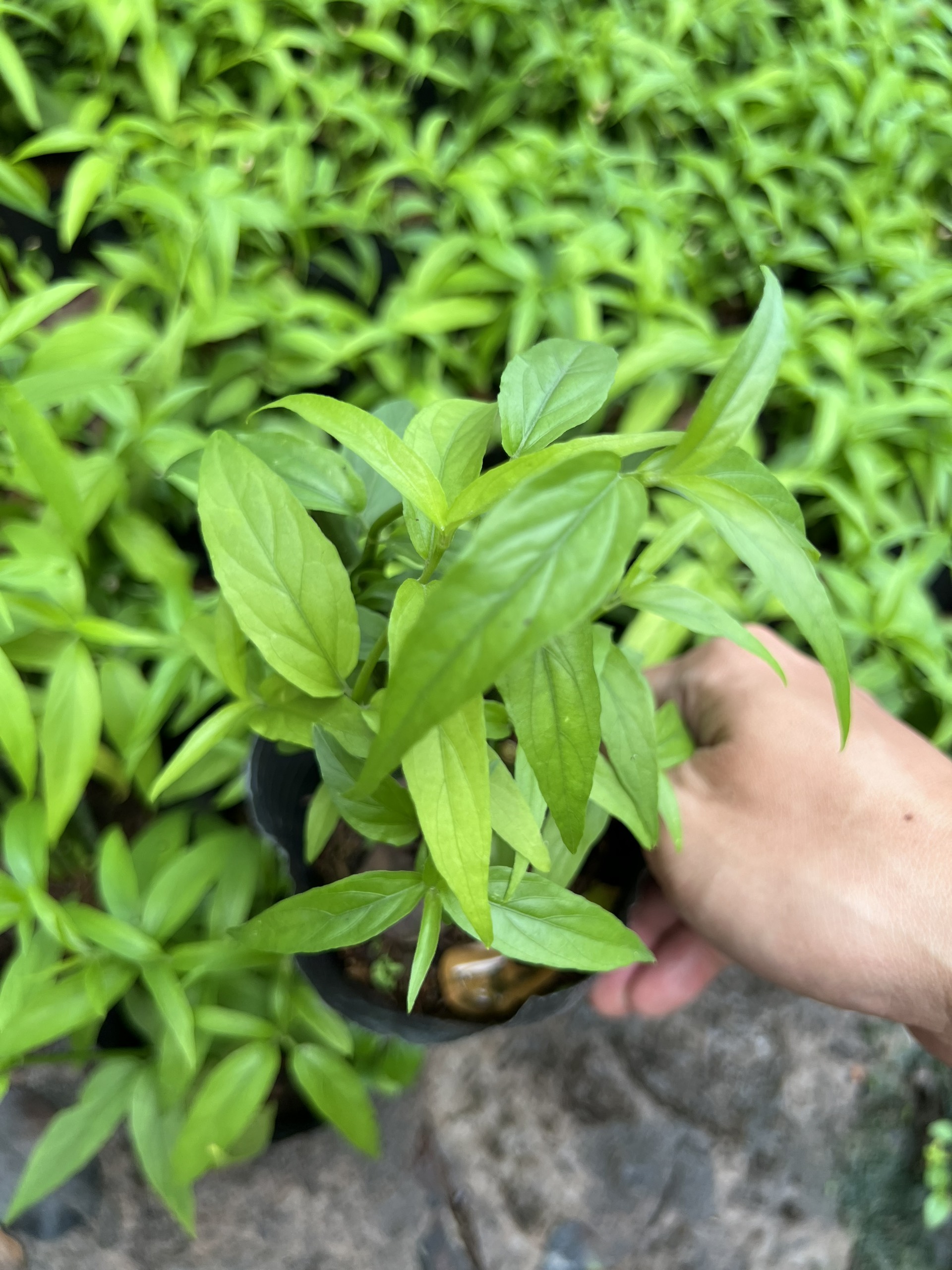 Cây bìm bịp - xương khỉ - chậu 3-5 nhánh
