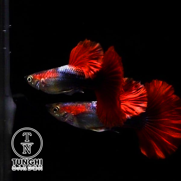 Combo 5 tặng 1 - HB Red guppy thủy sinh - Hoàn tiền khi gặp sự cố - tặng thức ăn - Tú Nghi Garden
