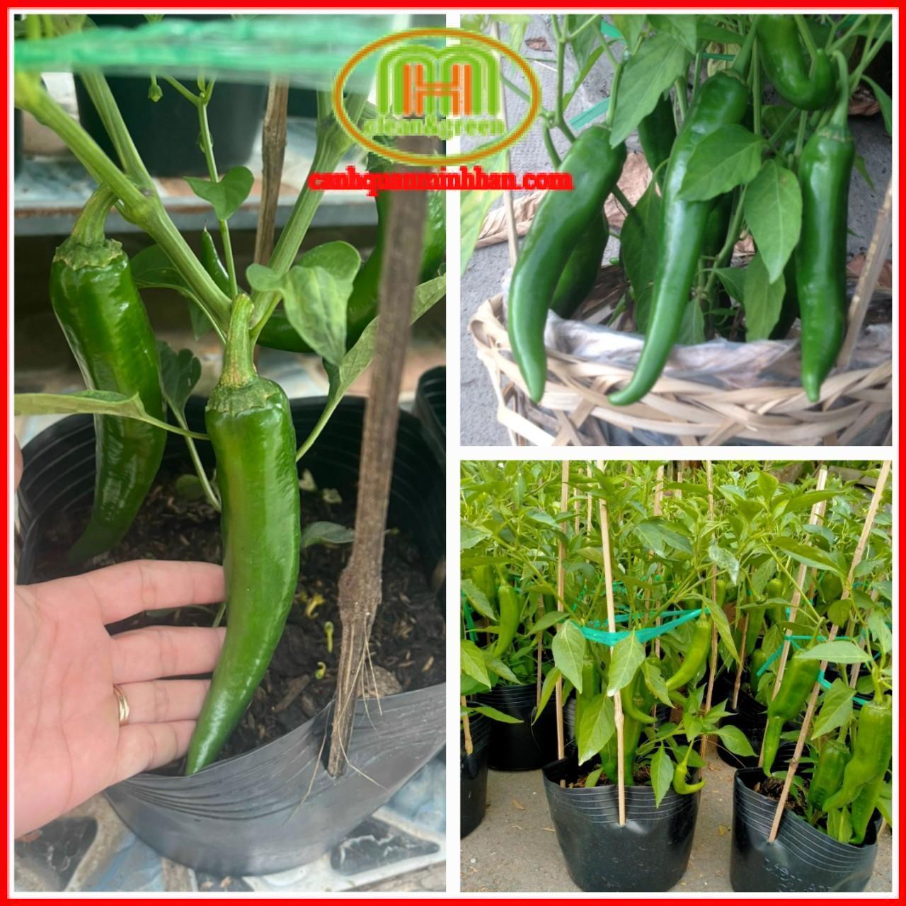 Chậu cây ớt sừng trâu vừa đẹp lại ăn ngon và cực kỳ dễ trồng